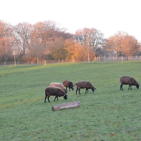 Les Des Pierreux シャレー Gesves