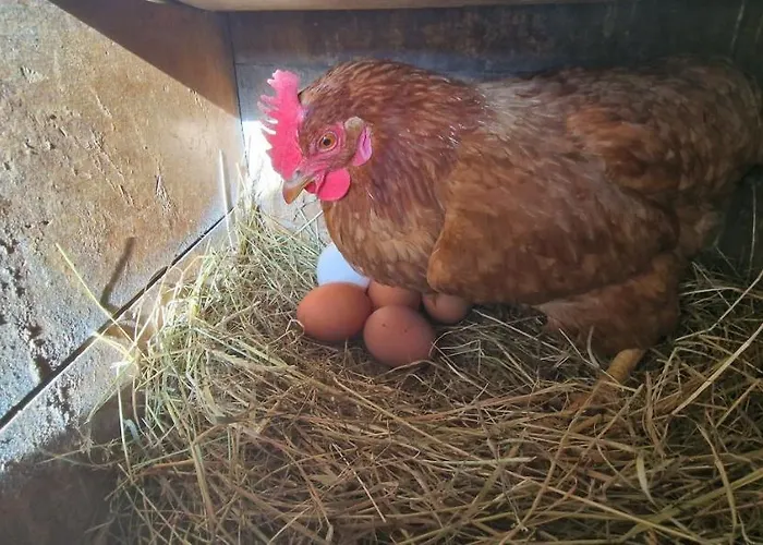 Chalet Les Des Pierreux *